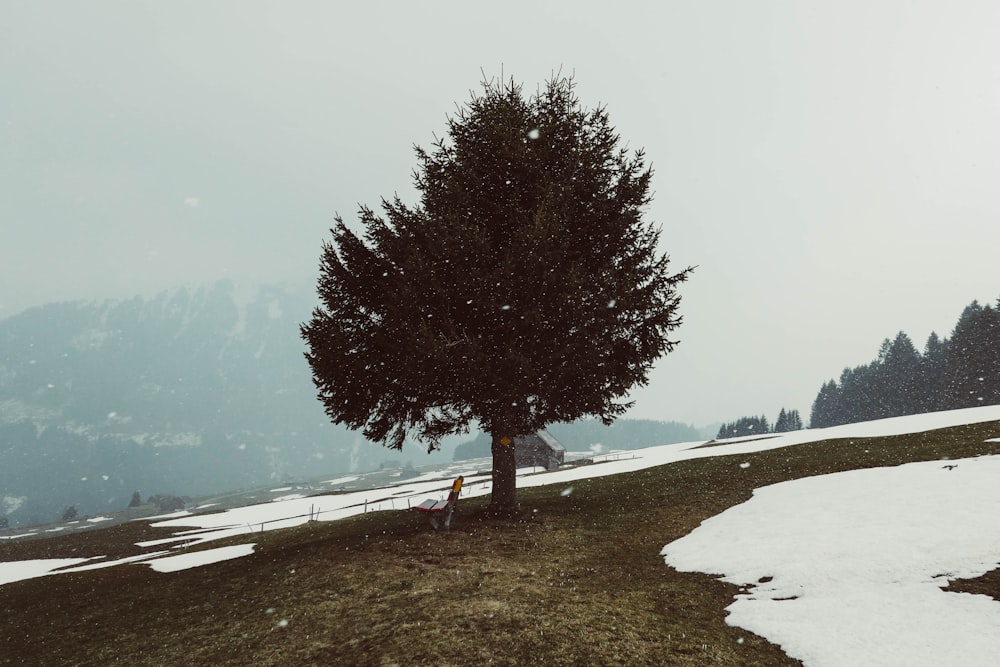 albero solitario verde sul campo coperto di neve che osserva la montagna in una giornata nebbiosa