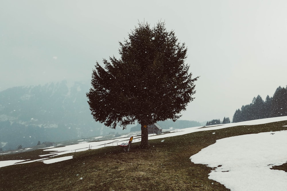 green lonely tree on field covered with snow viewing mountain in foggy day