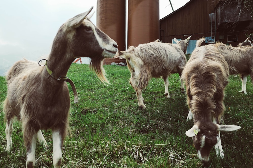 Photographie sélective de chevaux bruns sur des herbes vertes