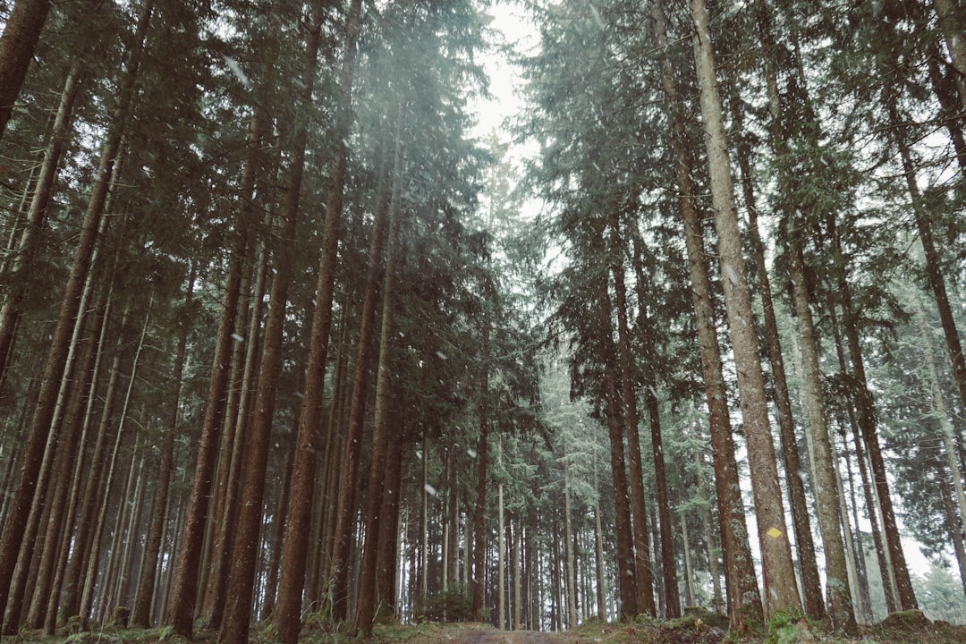 Forest photo spot Voralpsee Ruine Clanx