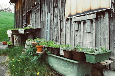 Wooden outdoor wall with various plants in pots arranged along its base. The scene includes a weathered wooden structure, potted plants in old bathtubs and containers, and a grassy area with a few yellow flowers blooming.