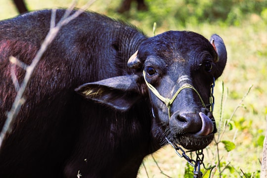 macro photography of black water buffalo in Ahmedabad India