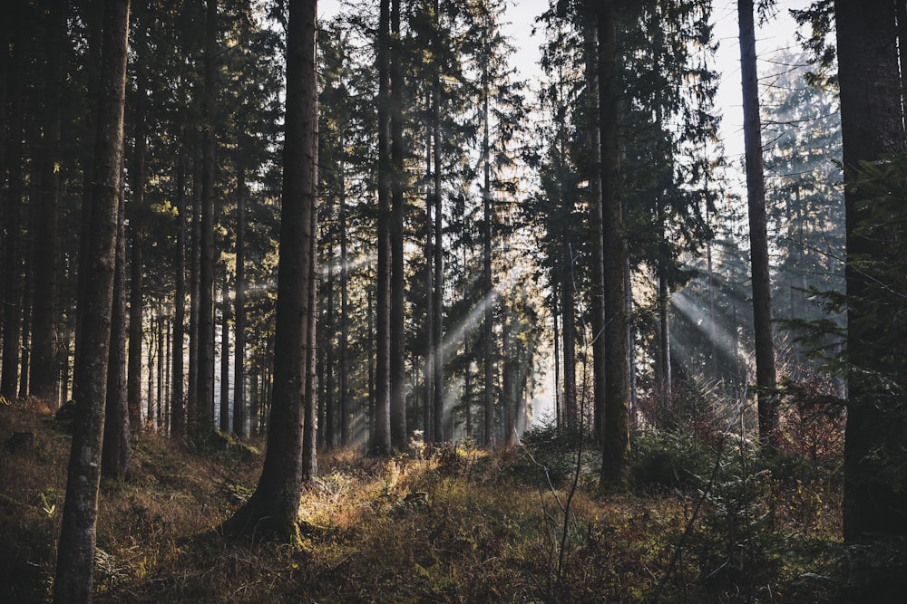 green trees during daytime