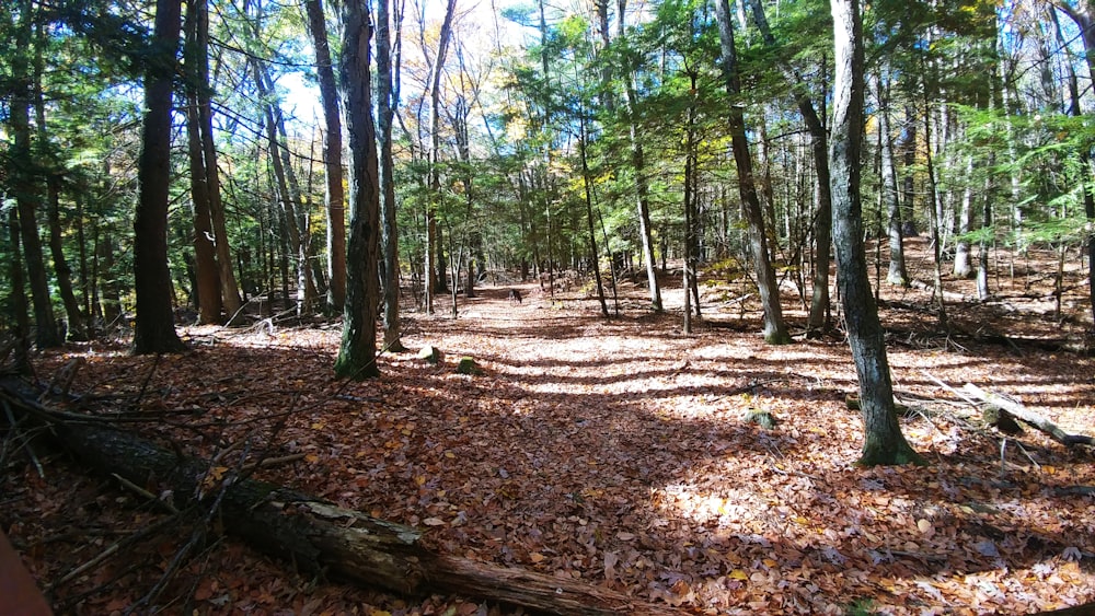 brown leaves on ground surrounded with green trees