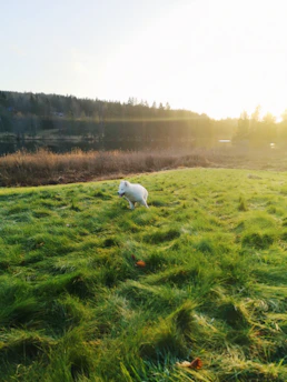 Smiling junior dog running freely on a green grass field at sunrise