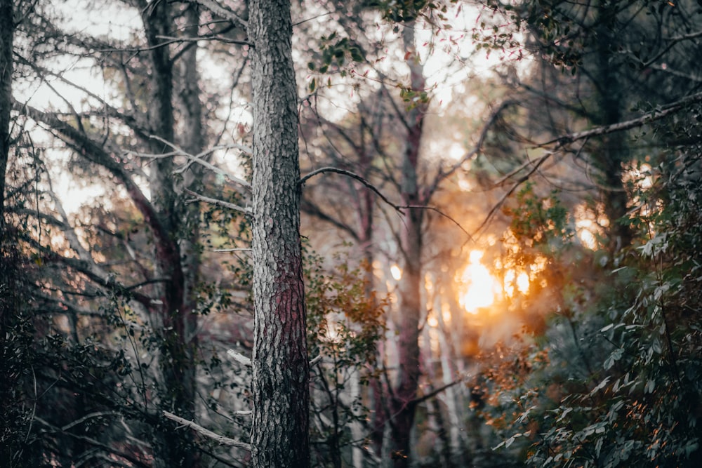 brown trees