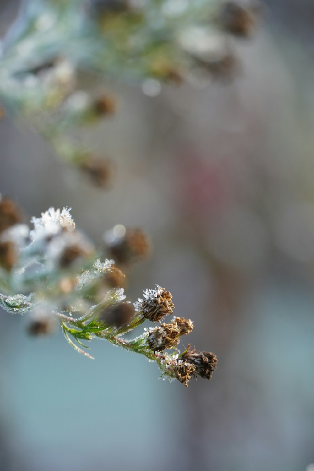 brown flowers during daytime