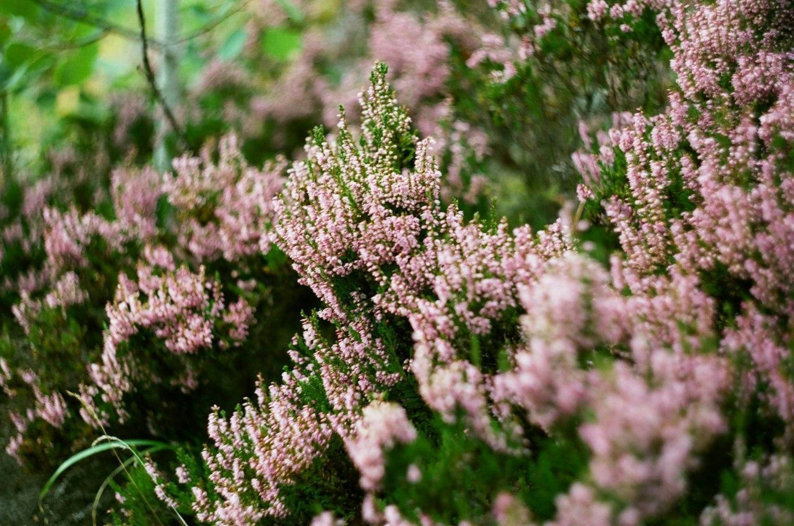 Photo by elementalun