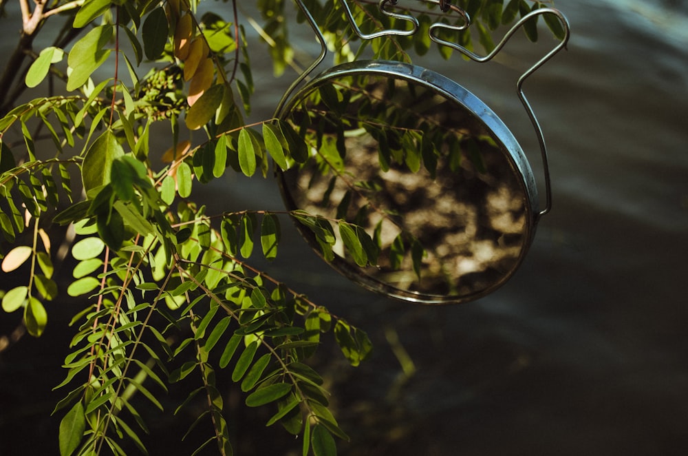 selective focus photography of hanged gray framed mirror on green tree