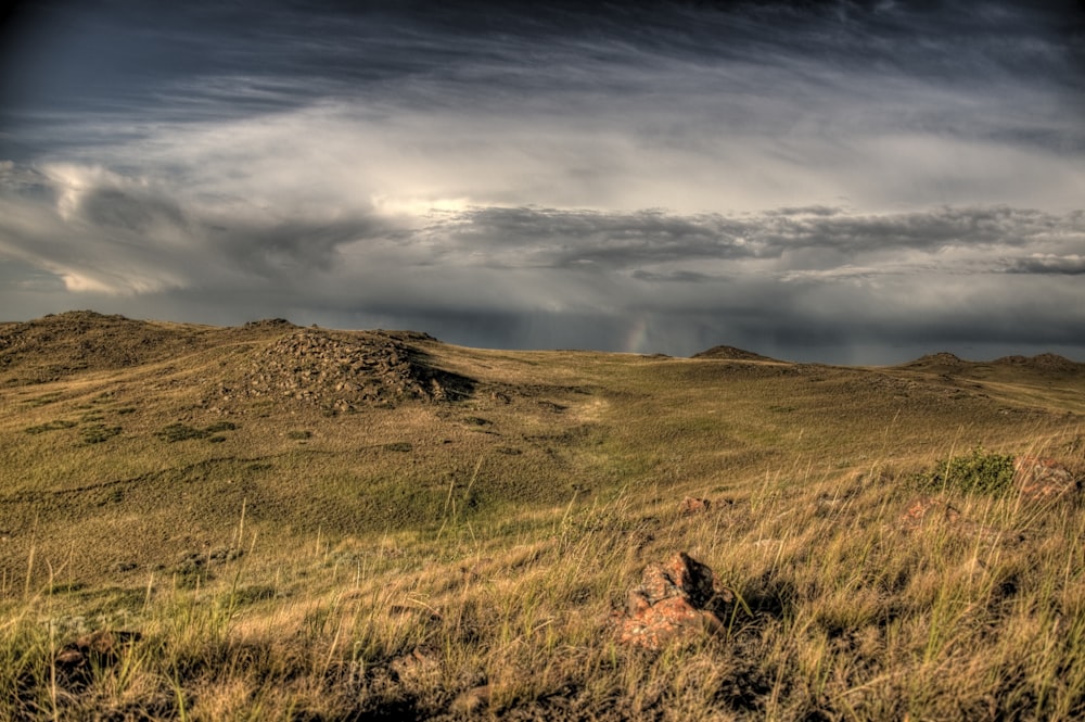 brown grass field