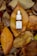 A bottle of Supmedi CBD oil with a dropper cap is placed on a bed of autumn leaves that vary in color from yellow to brown, creating a natural and organic setting.