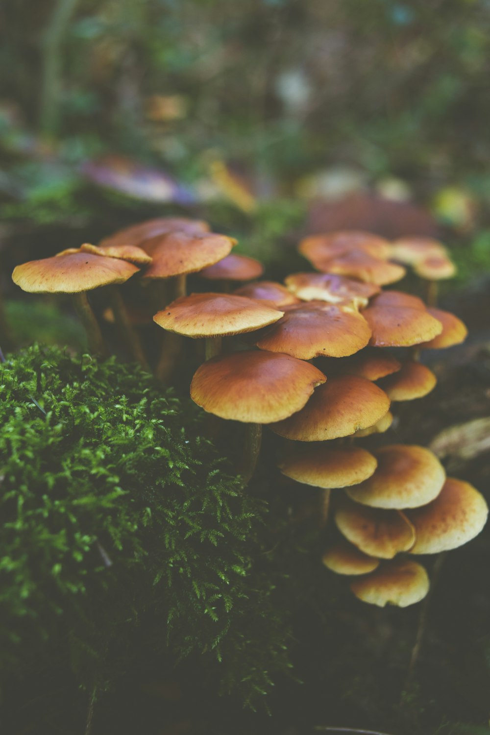 foto de foco raso de cogumelos marrons