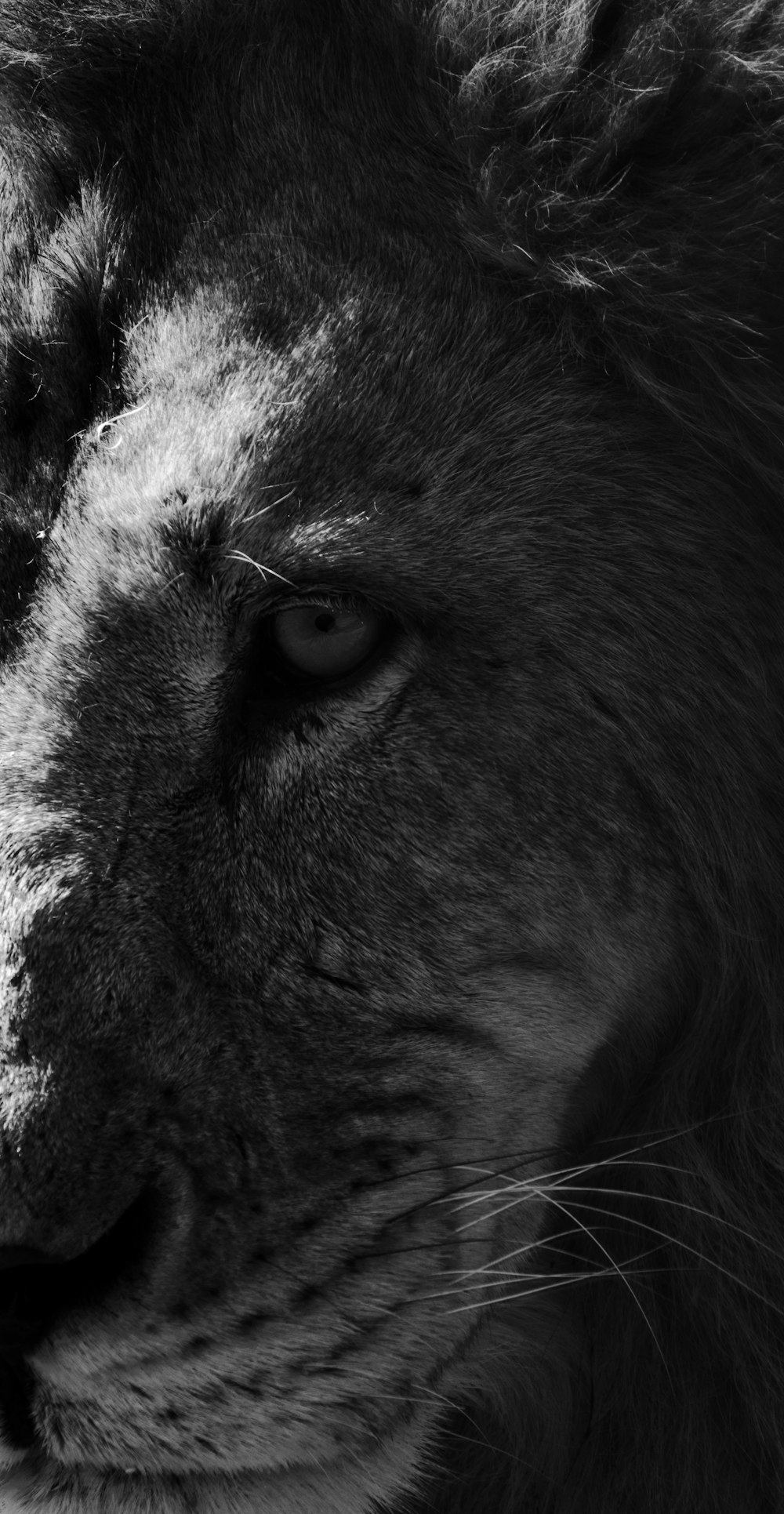 grayscale photo of lion