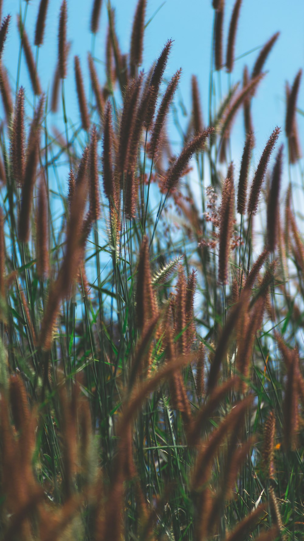 shallow focus photo of wheat