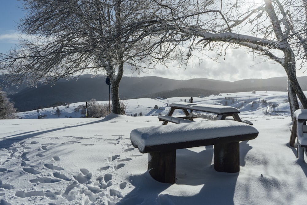 brown wooden bench beside bare trees during daytime