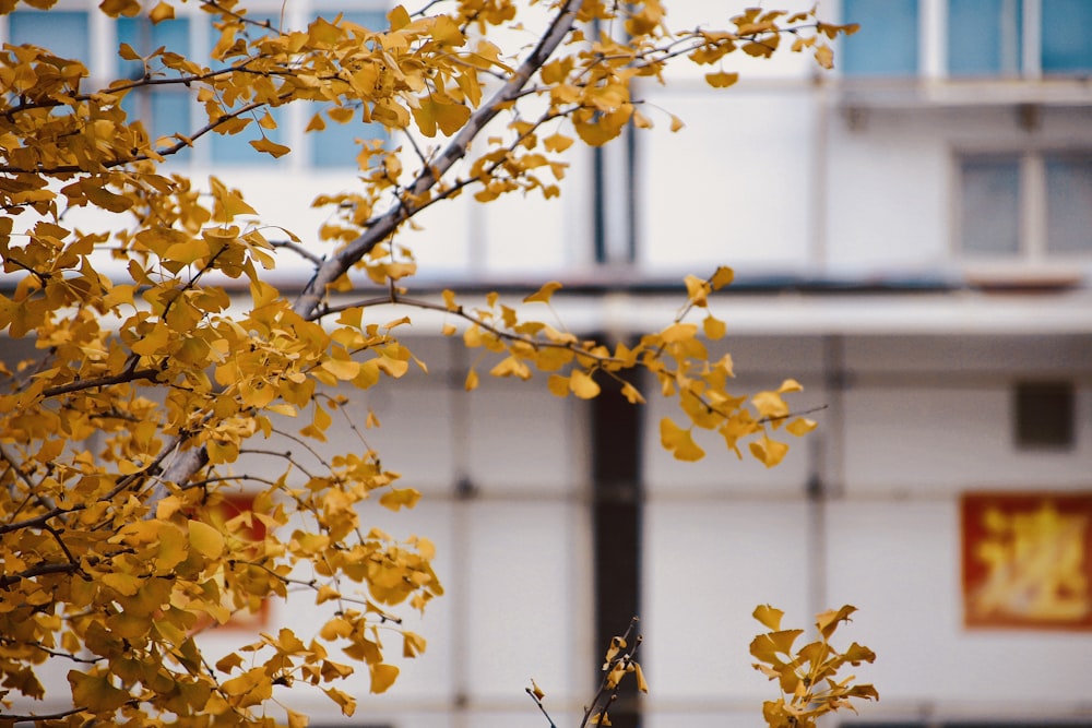 shallow focus photo of orange leaves