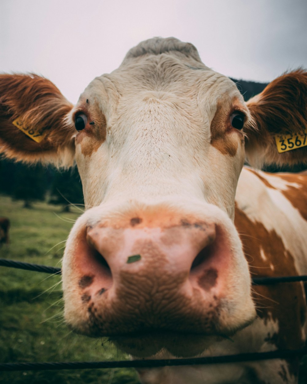 macro photography of white and brown cattle