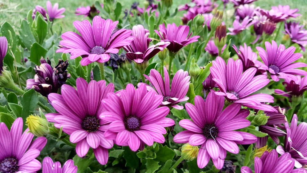 shallow focus photo of purple flowers