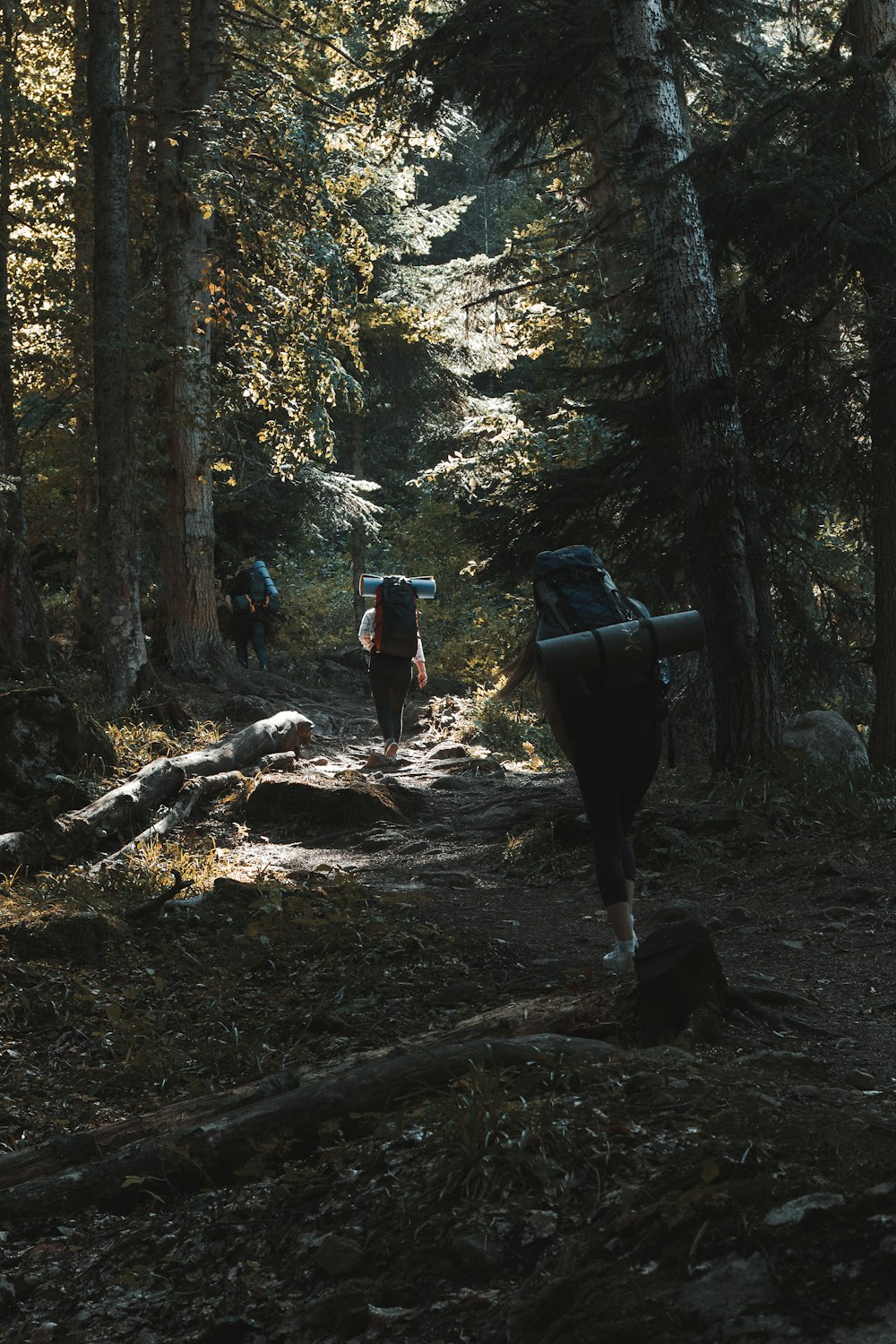 person in forest during daytime