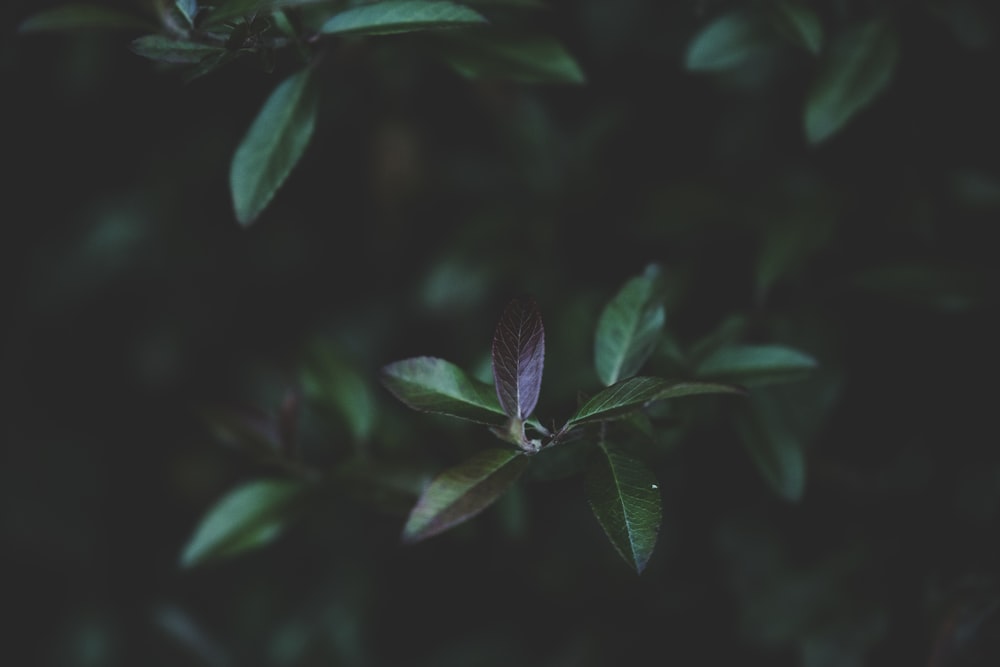 green-leafed plant during daytime