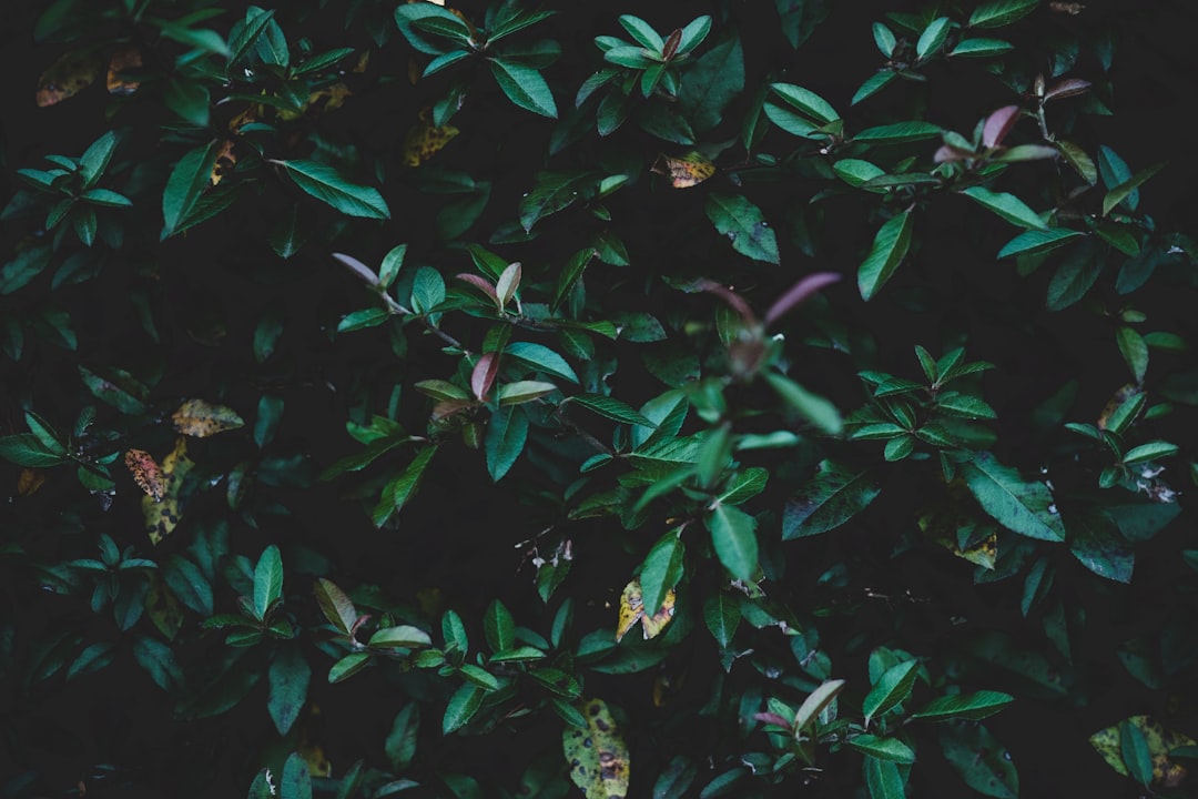 green-leafed plants