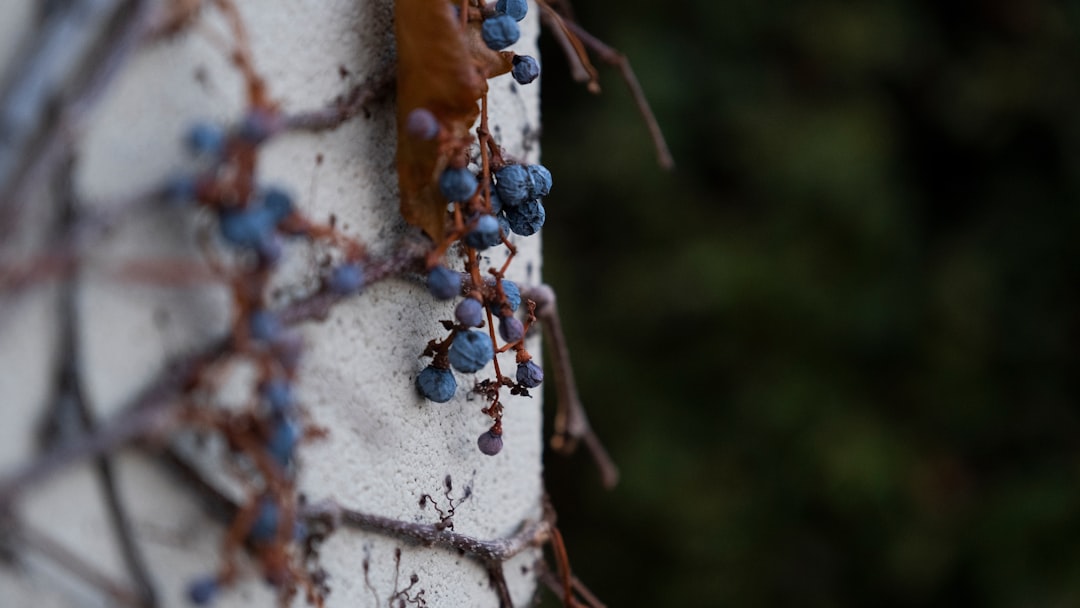 macro photography of blueberry fruits