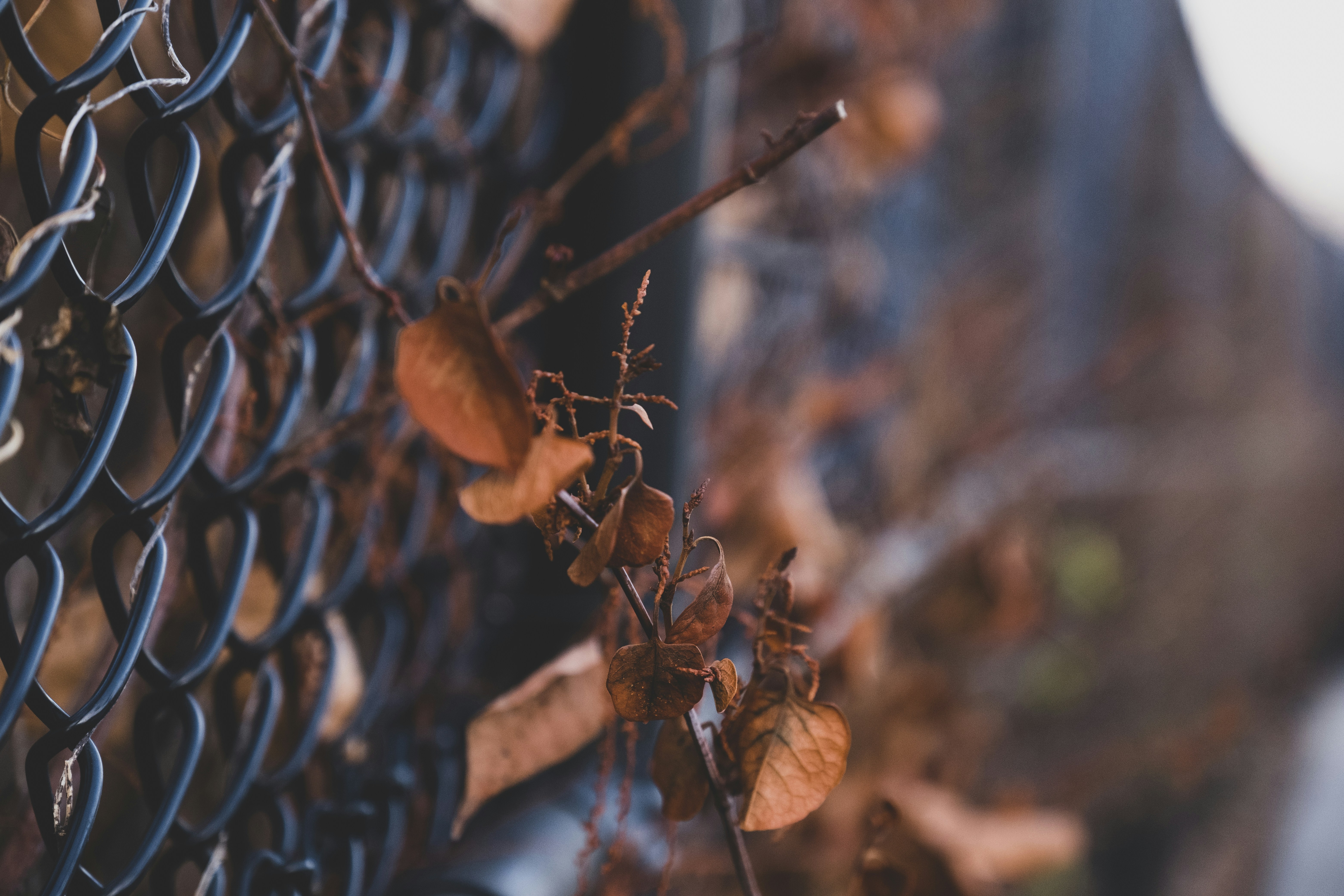brown leaves beside grey chain link fence during daytime