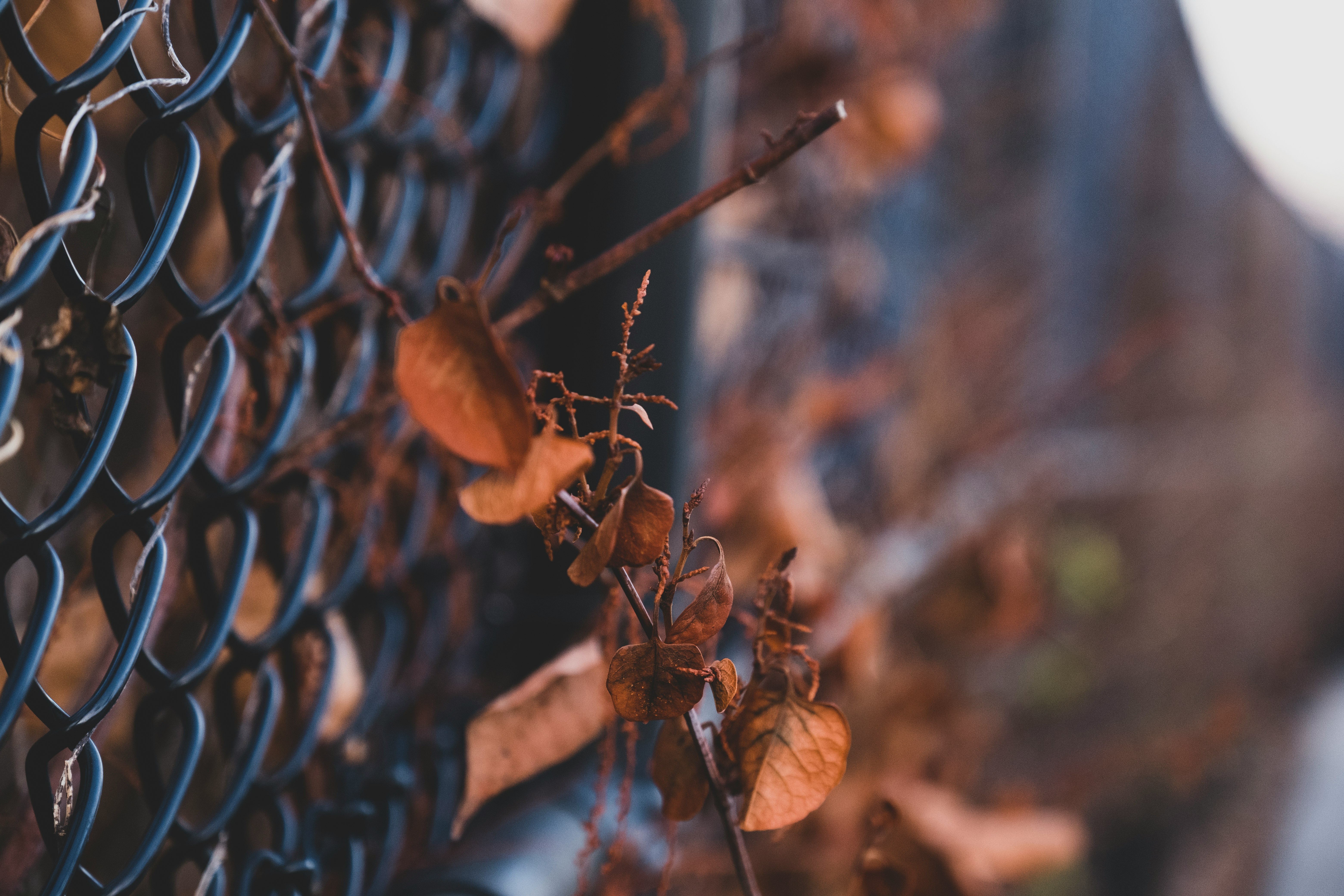 brown leaves beside grey chain link fence during daytime