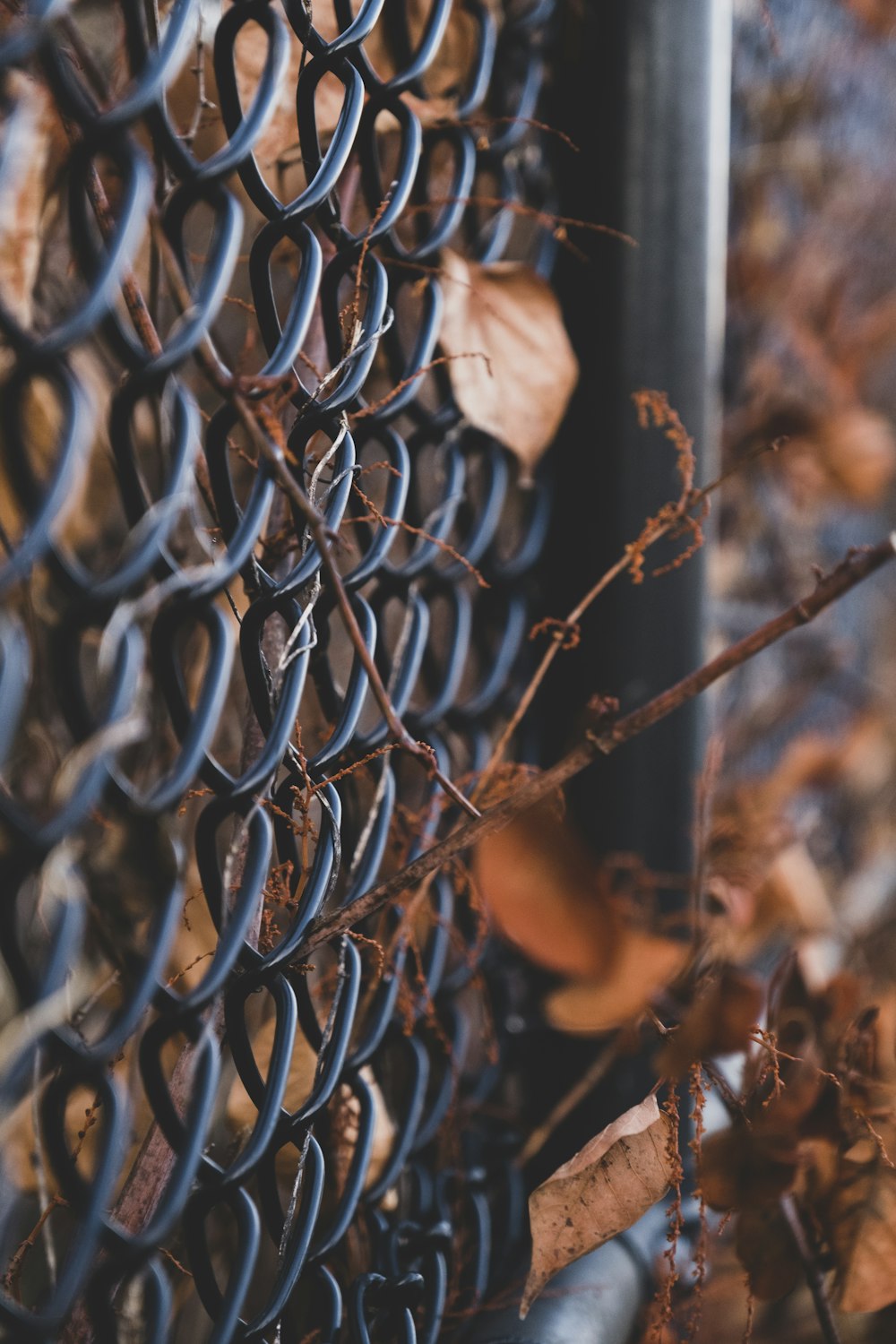 gray barbwire in macro photography