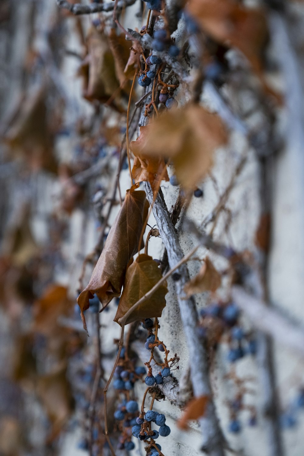 macrophotographie de feuilles brunes