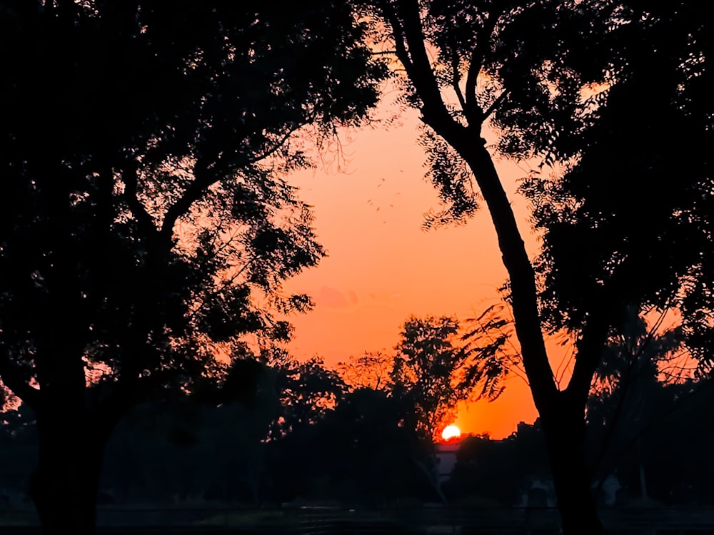 silhouette of trees during daytime