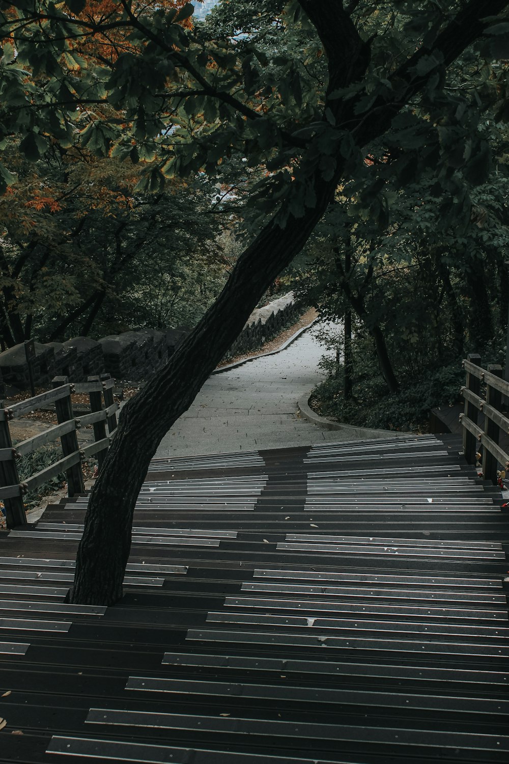 green leafed trees on stairs