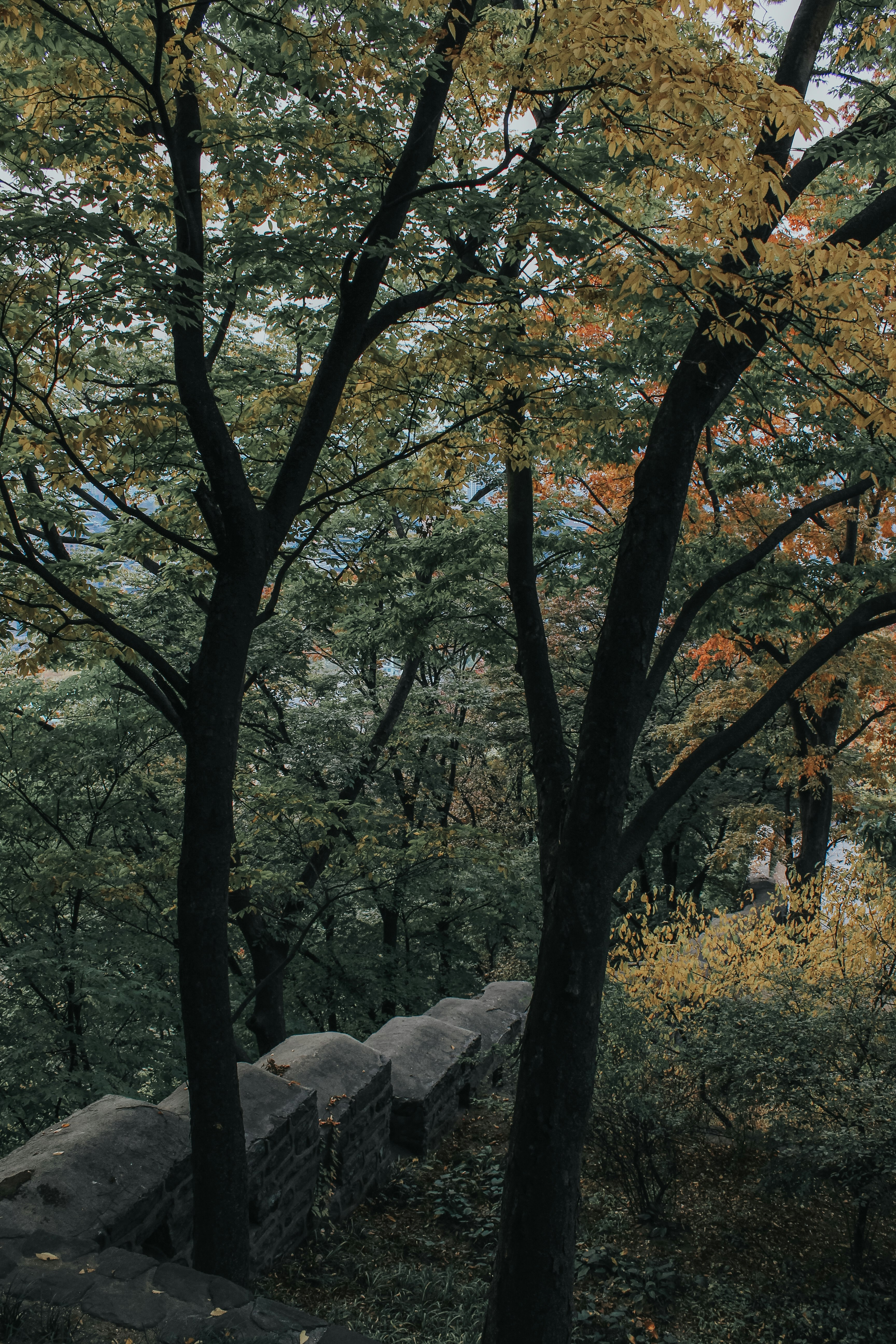 green leafed trees