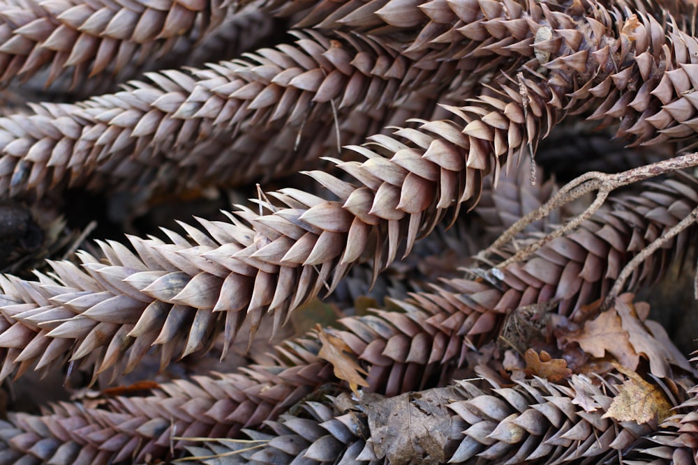 macro photography of brown leaves