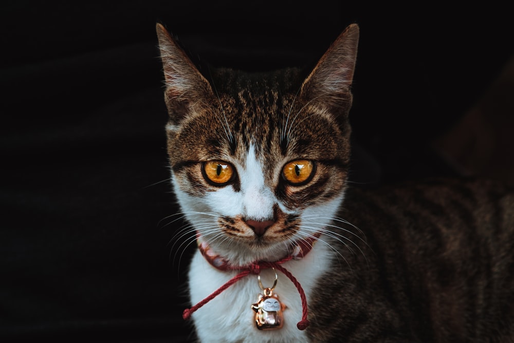 brown, white, and black cat wearing pendant collar