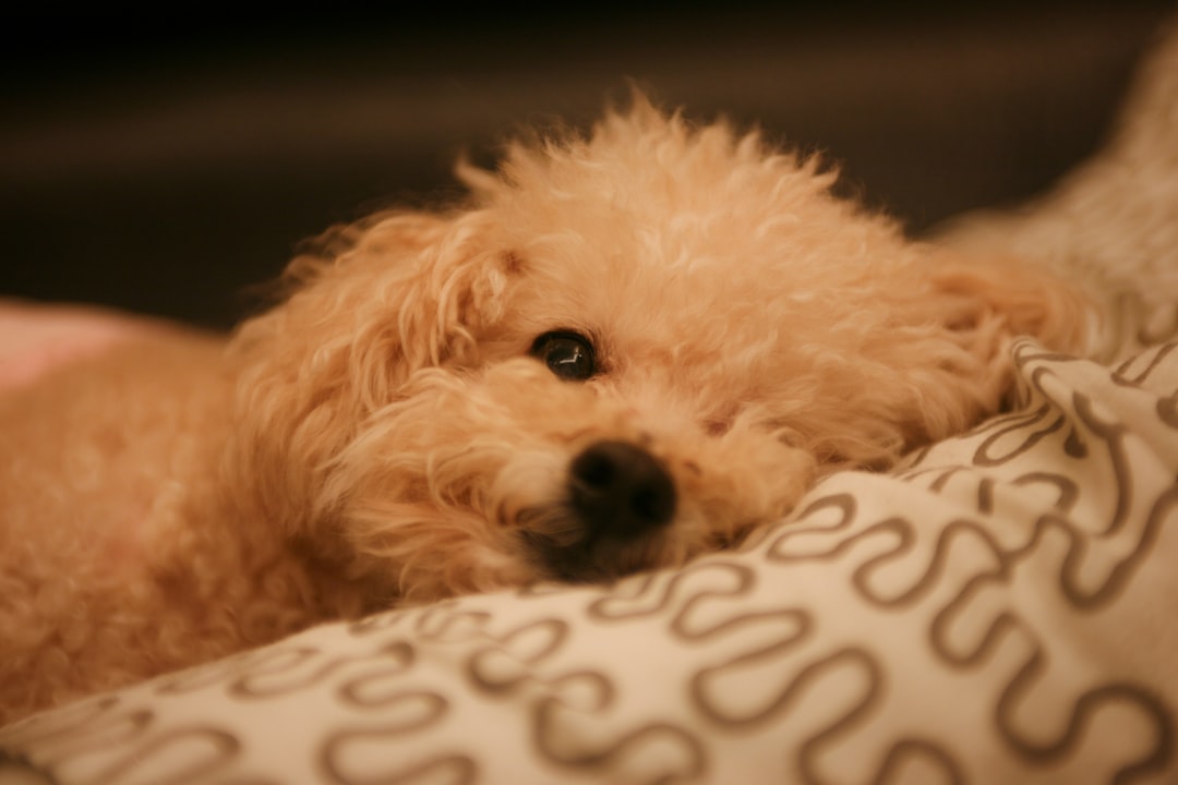 small long-coated tan puppy lying on brown and white cloth