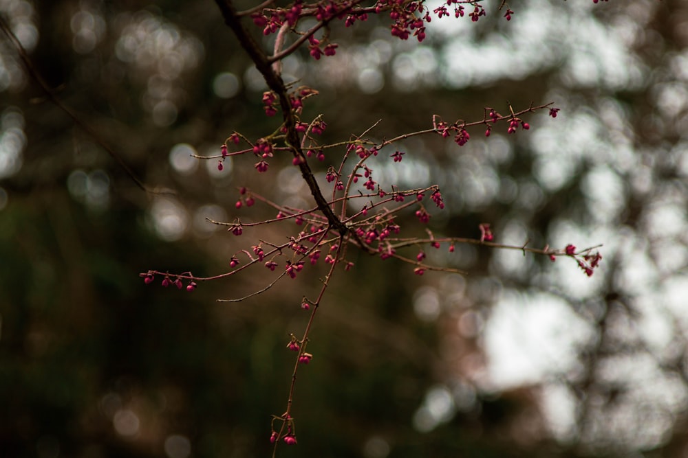 Fotografía macro de árbol de flores rojas