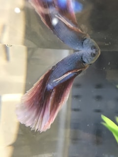 A blue and red Betta fish is swimming gracefully in water, with its long, flowing fins displayed prominently. The fish has a textured body and its movements create a sense of elegance. The background is slightly blurred, emphasizing the fish as the main focus.