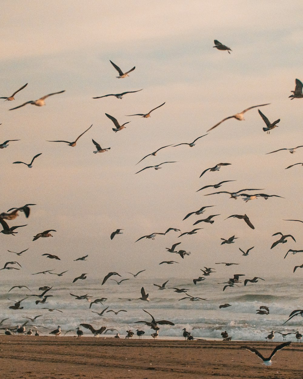 flock of seagulls flying on seashore