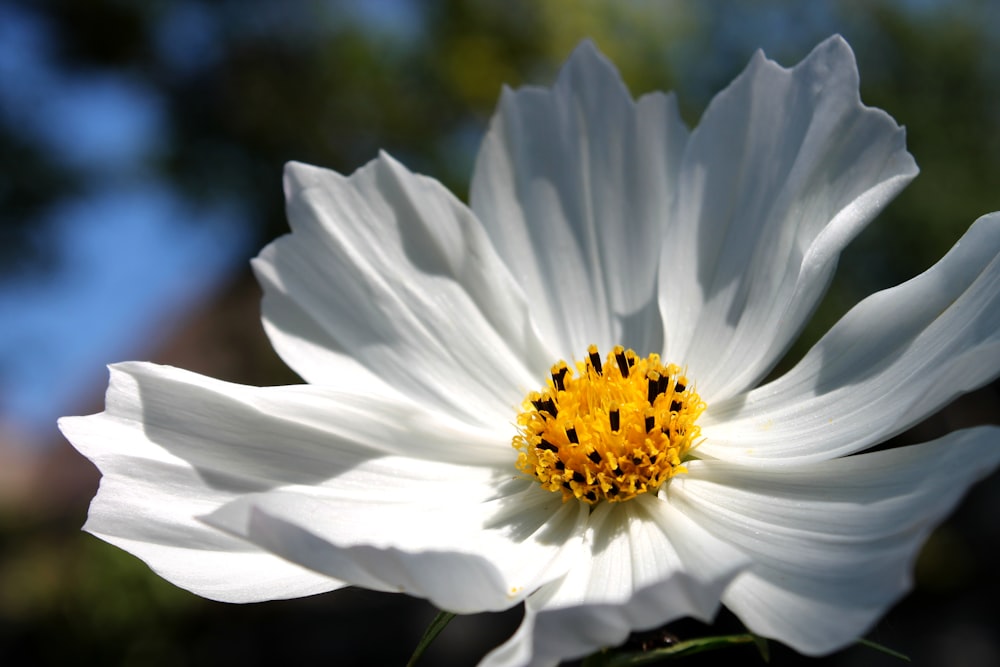 macro photography of blooming white daisy flower