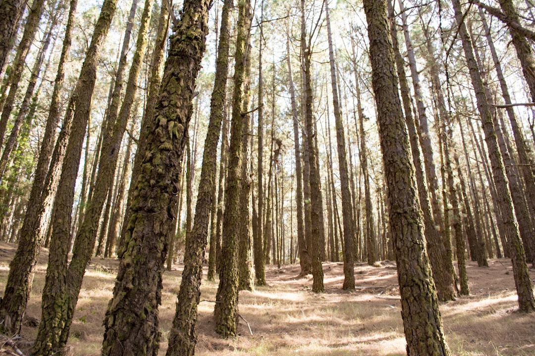 Forest photo spot Tenerife Puerto de la Cruz