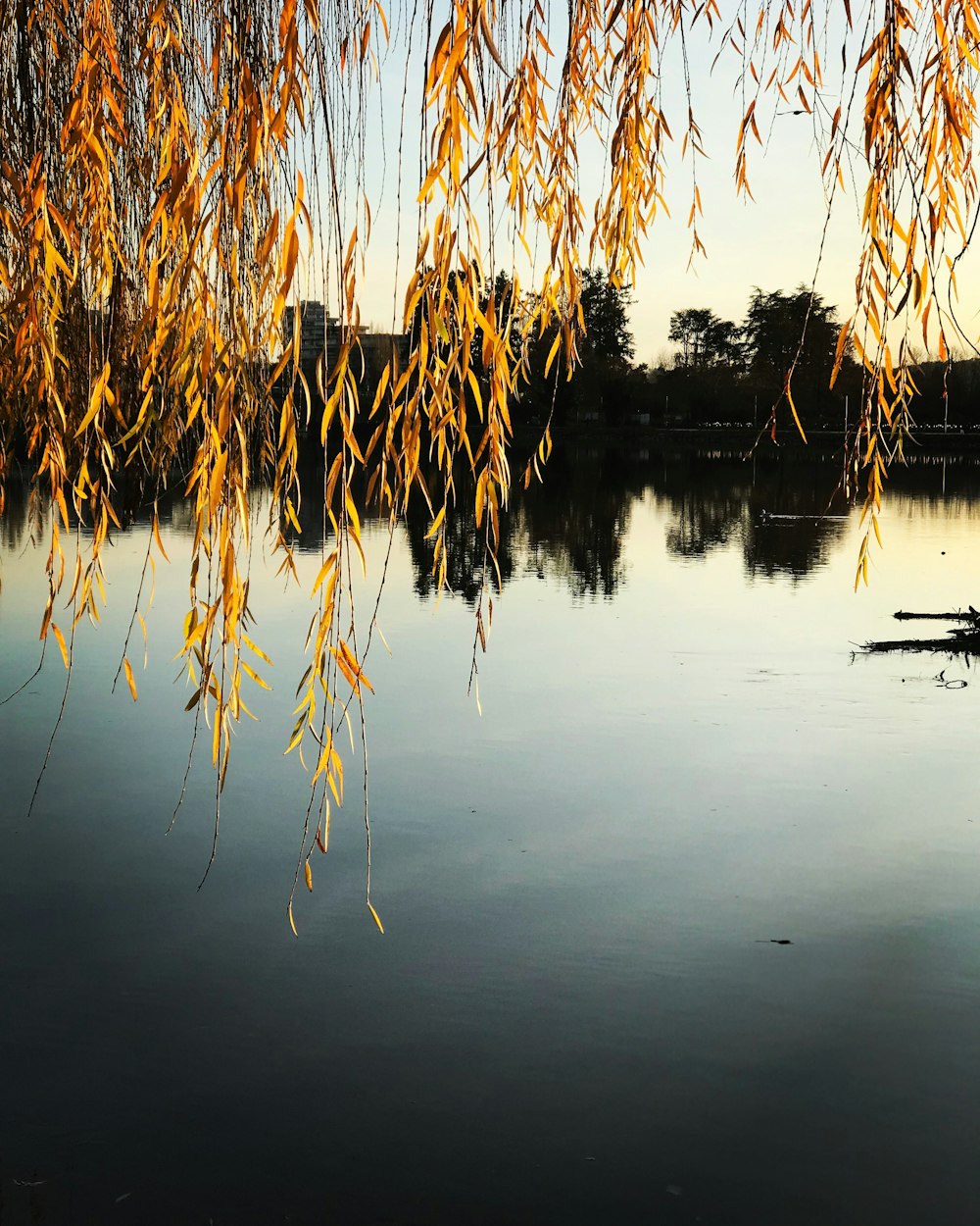 body of water surrounded with green trees during daytime