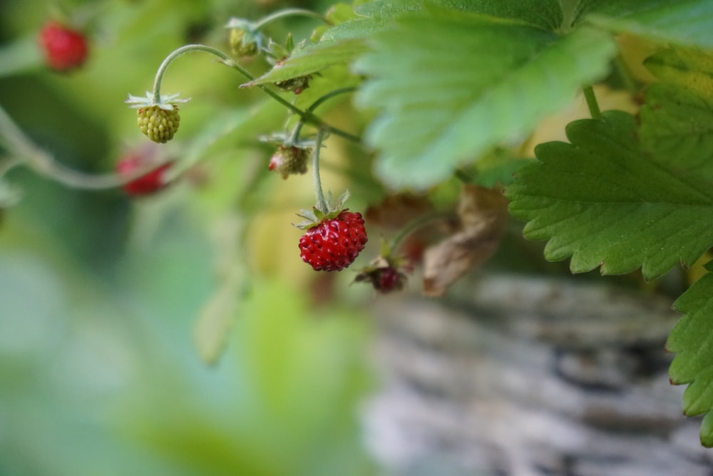 strawberry fruits close up photo