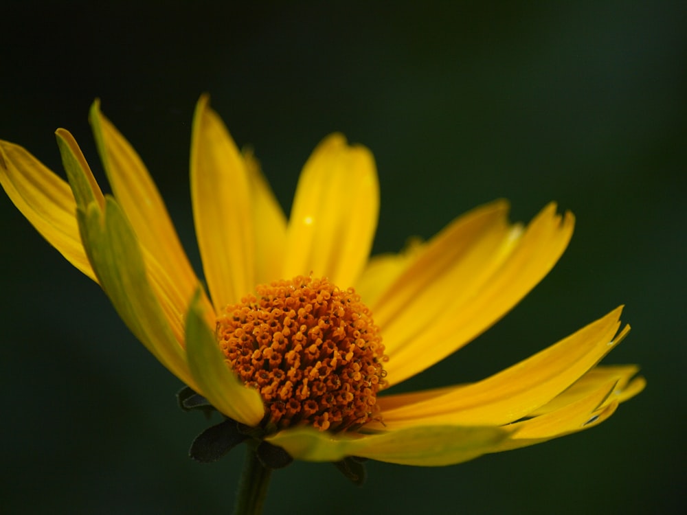 yellow petaled flower close up photo