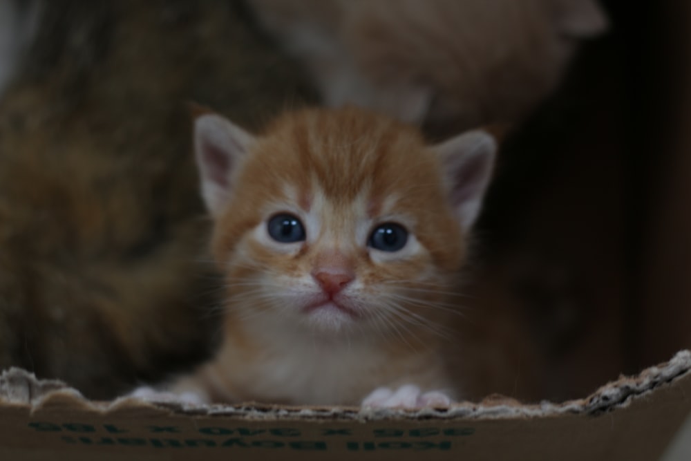 orange tabby kitten