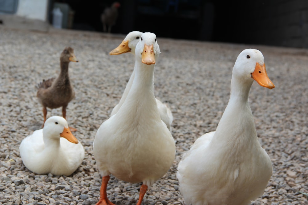 several ducks walking on pebbles