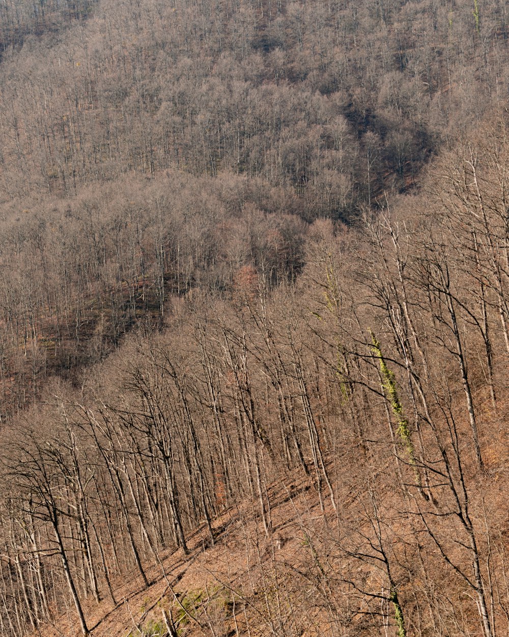 brown trees during daytime