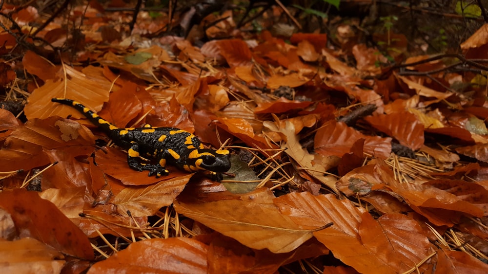 black and brown lizard on brown leaves