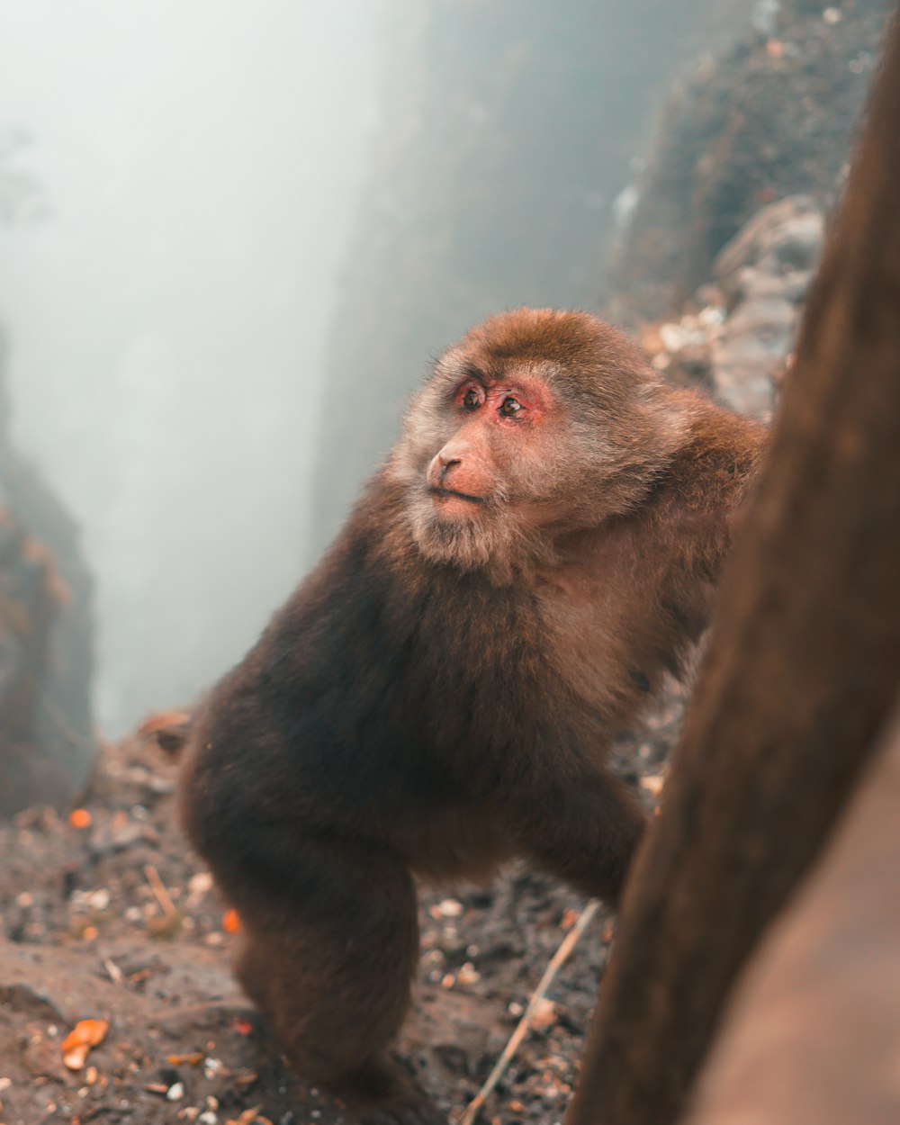 photographie de singe brun