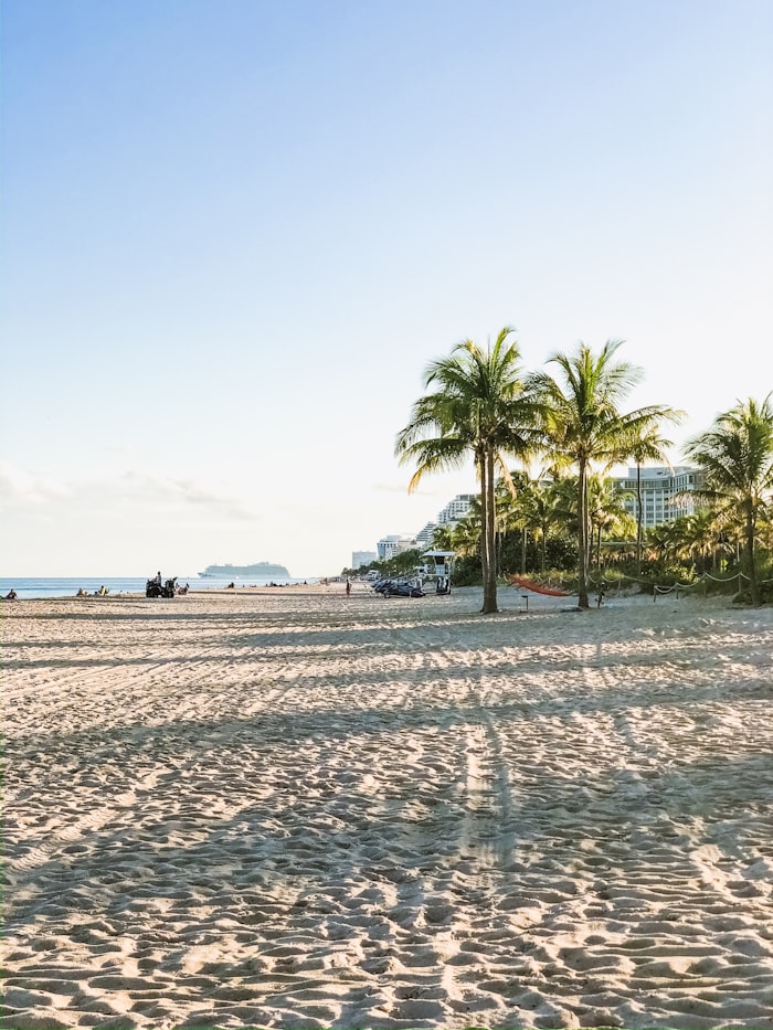 Palm trees on the sand at Pompano Beach, Broward County Florida